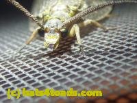 /home//u458753944/public_html/sourcegallery///////////////////////////////Insects and small critters/fishflies and dobsonflies (Megaloptera)/P1070801.JPG